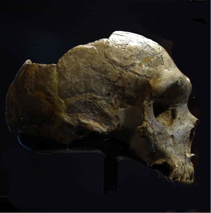 Neanderthal skull