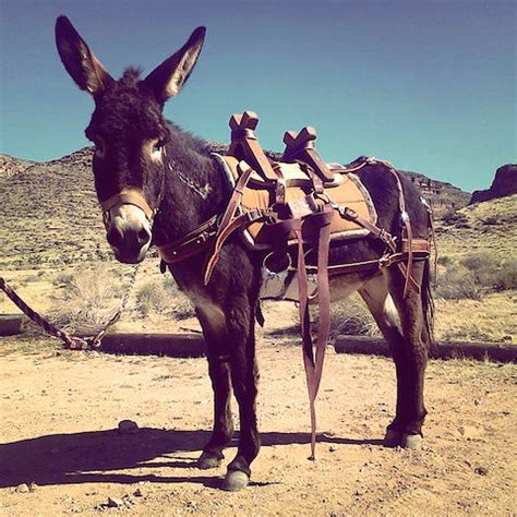 Burro